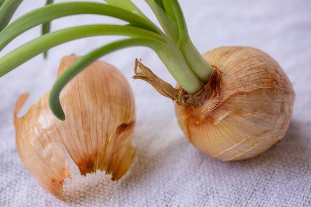 Küchenzwiebel | © Mick Haupt via unsplash