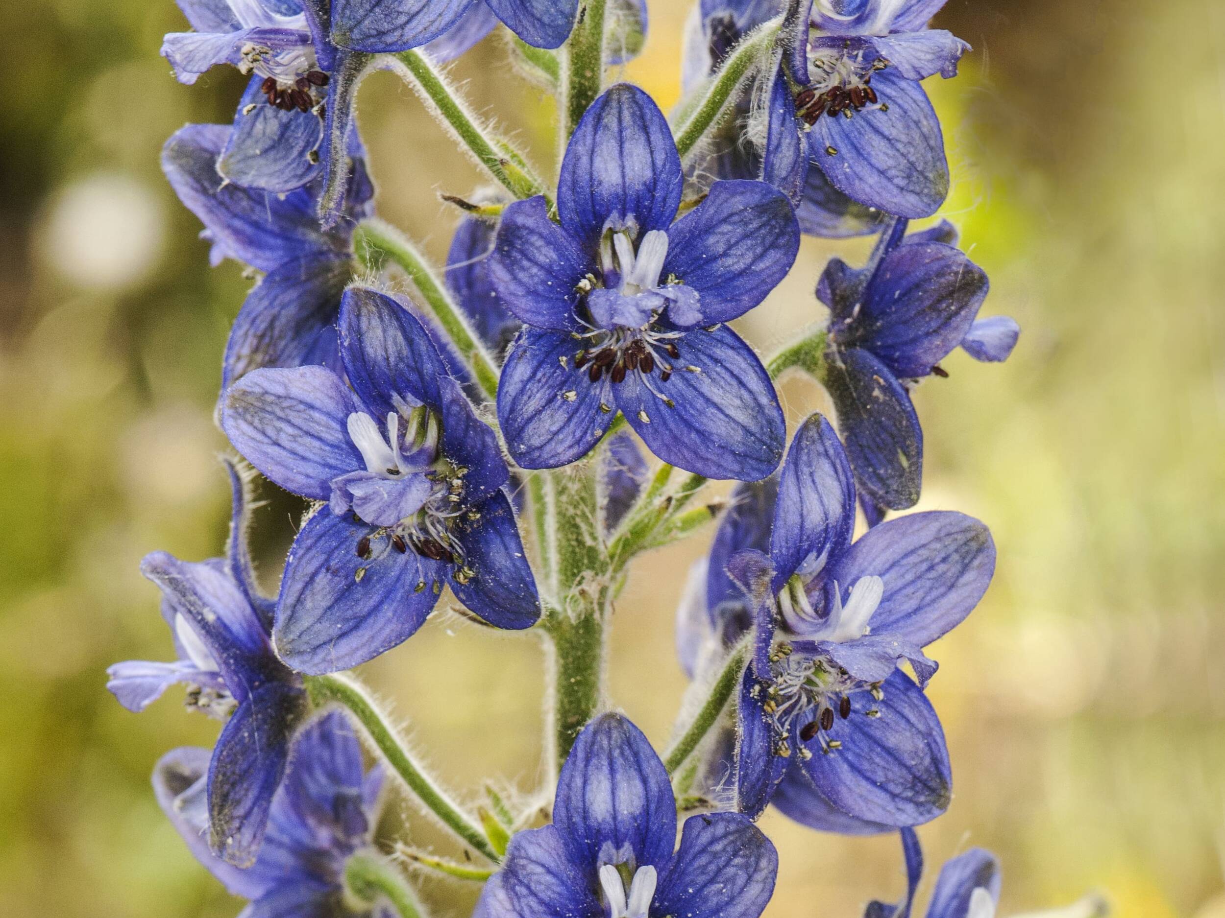 Stephanskraut, Läusesamen | © iStock