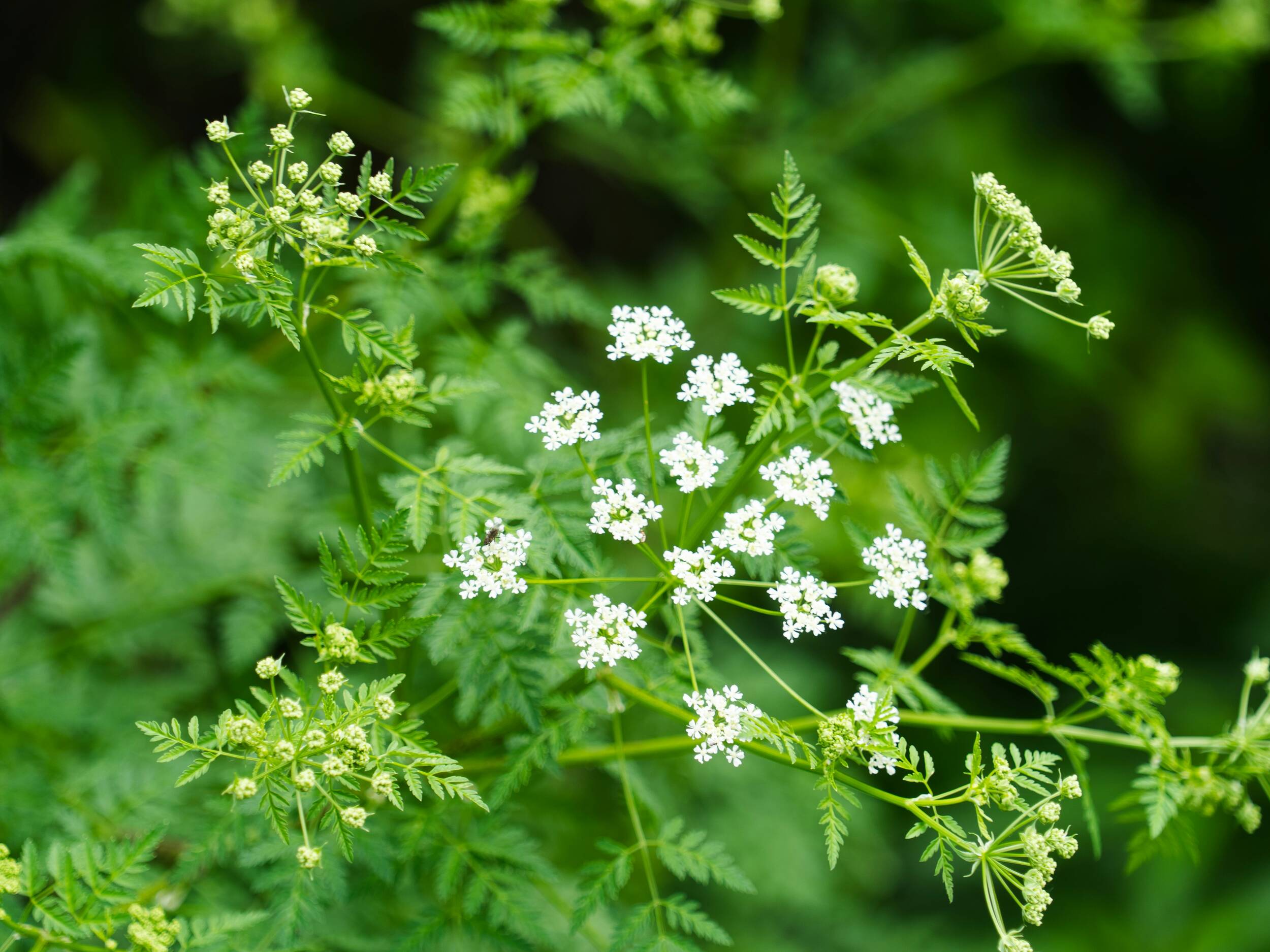 Blüte der Gefleckten Schierling | © Jeffery Hamilton via unsplash