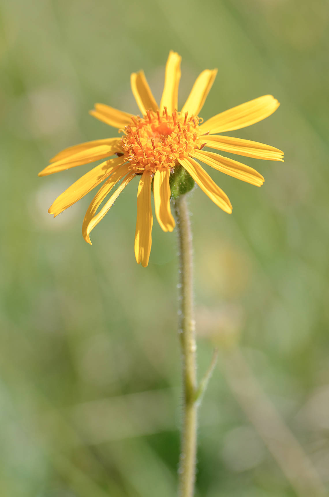 Nahaufnahme einer gelben Arnica montana Blüte im Gras