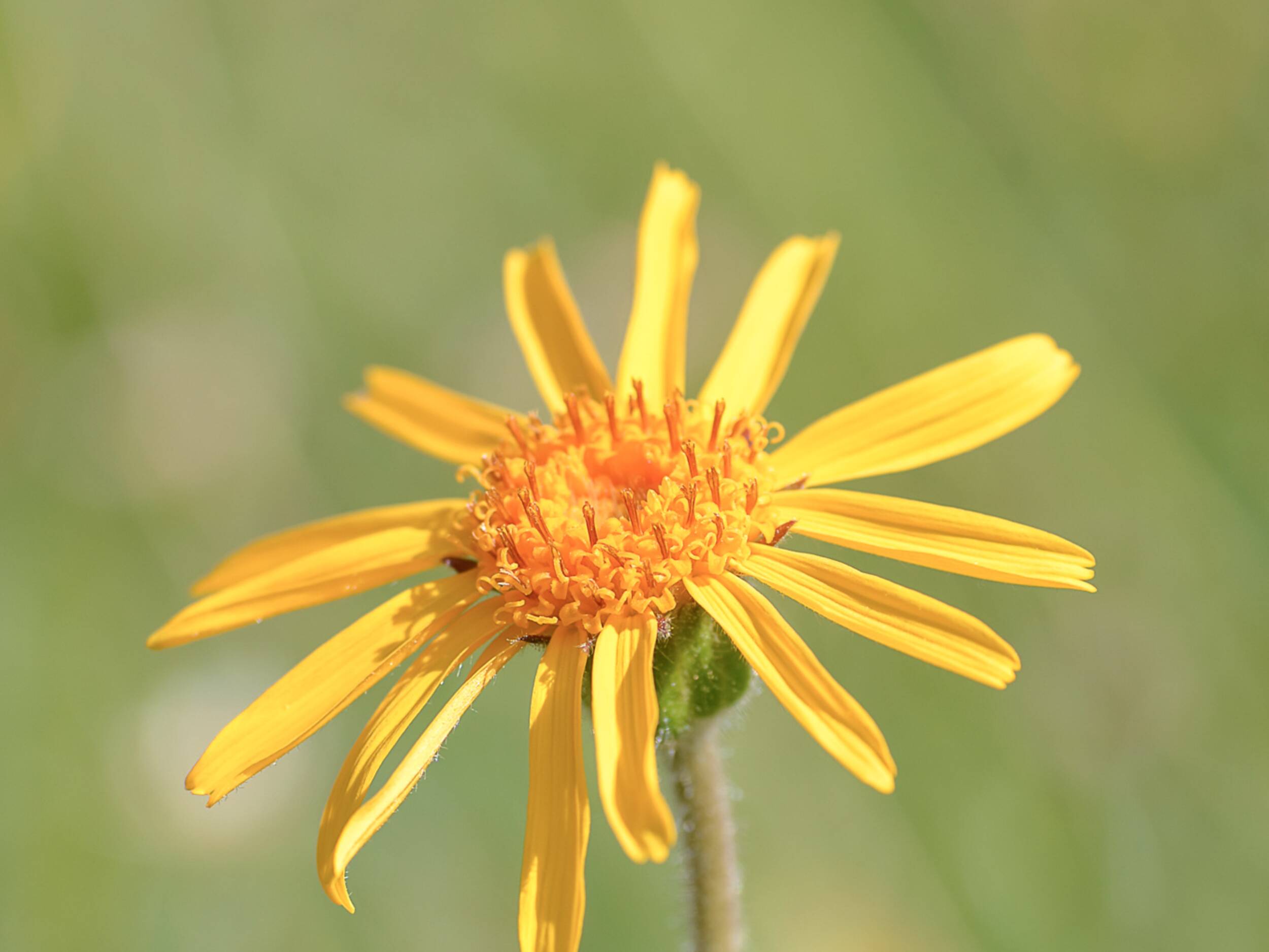 Nahaufnahme einer gelben Arnica montana Blüte im Gras