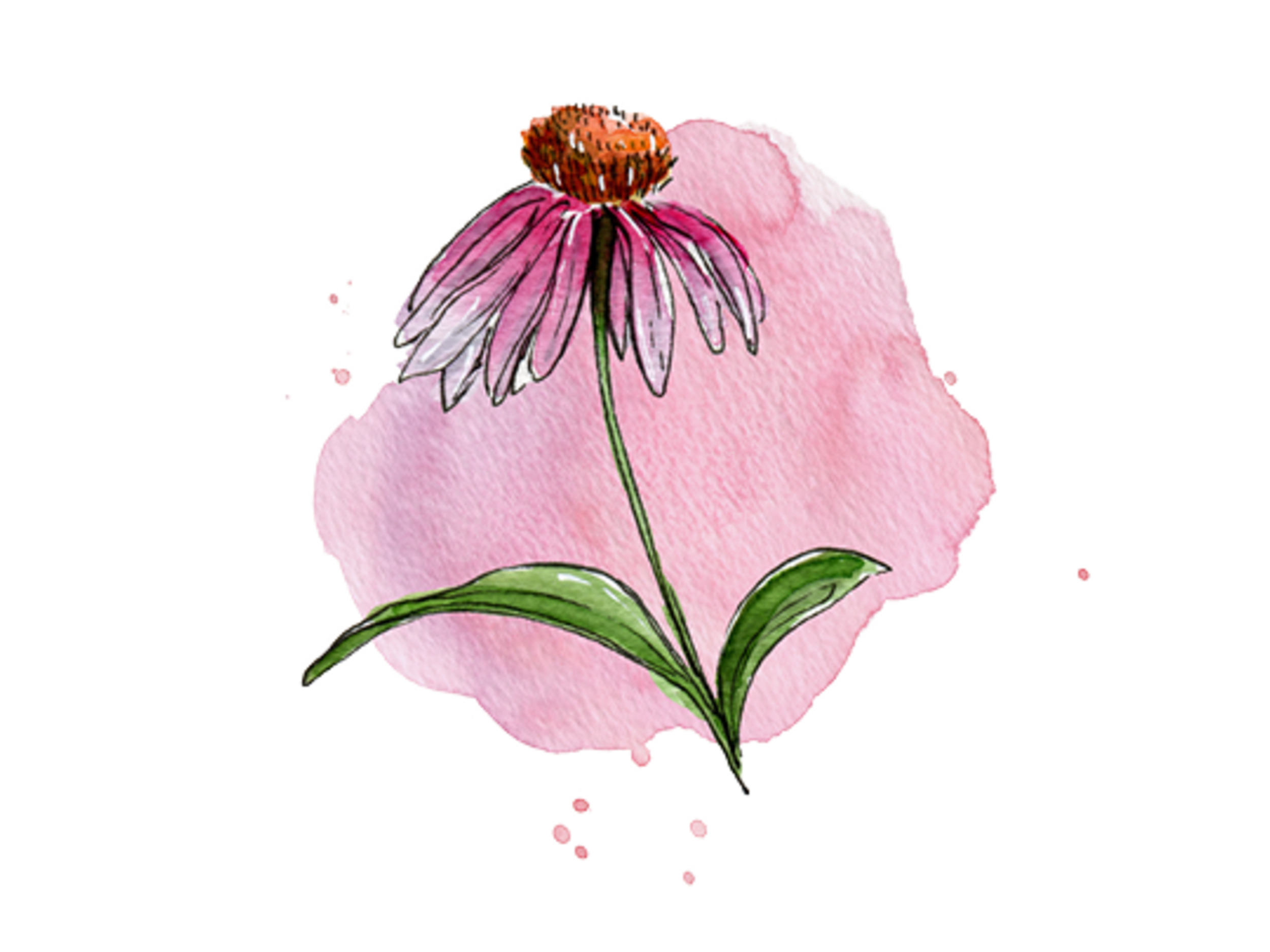 Illustration Echinacea