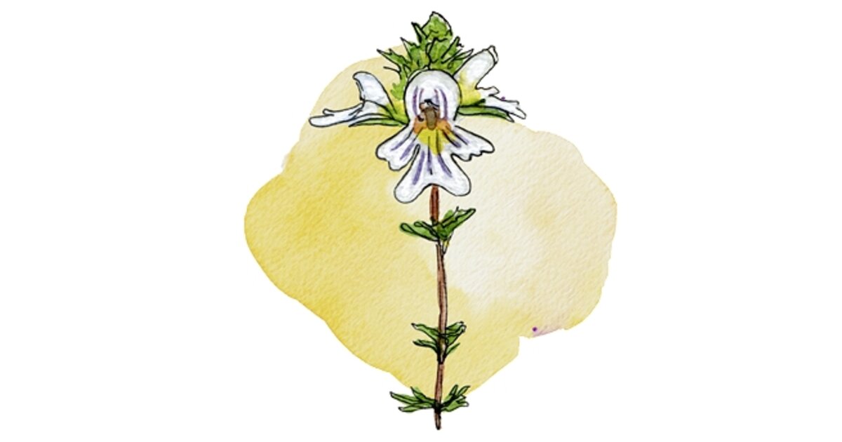 Euphrasia Broyée - Herbe Naturelle 1 Kg Pour Infusions Et Préparations