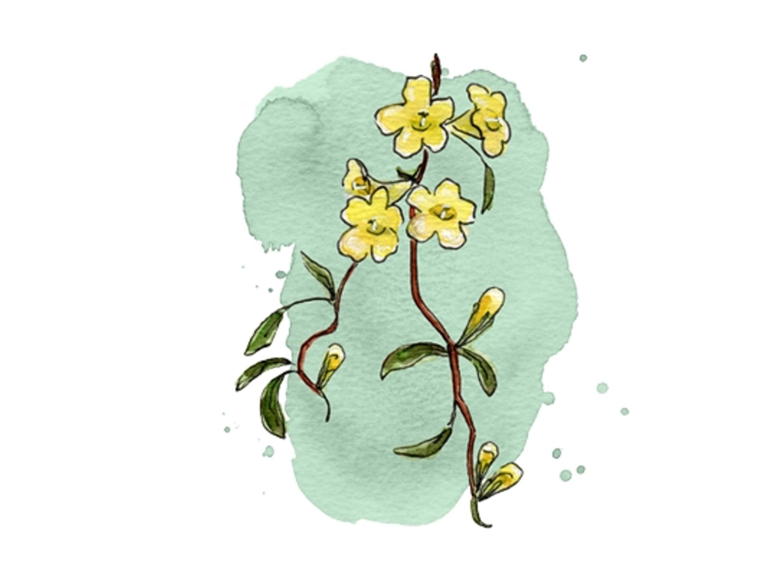 Gelbe Blüte Falscher Jasmin