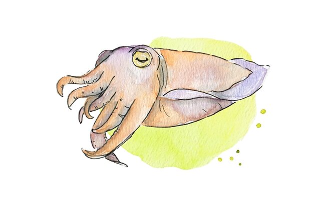 Gemeiner Tintenfisch