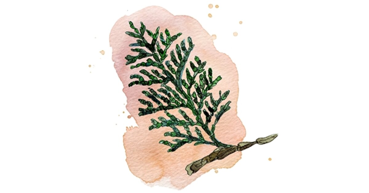 Thuja: in der Homopathie - der Wirkstoff des Lebensbaumes