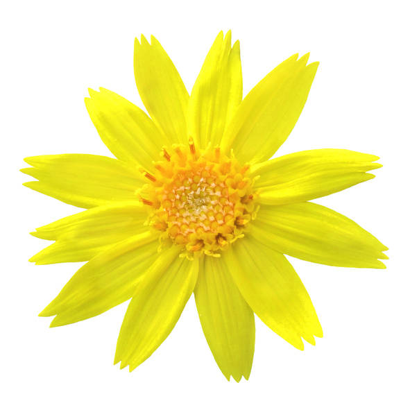 gelbe arnica blüte flach gedrückt auf weissem Hintergrund