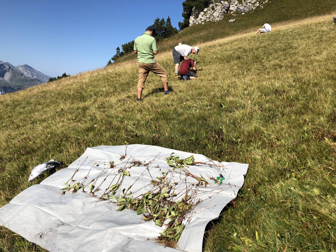 Similasan Mitarbeitende stehen auf einer steilen Wiese und sammeln Arnica montana. Auf einer ausgebreiteten, weissen Blache liegen bereits die gesammelten Arnicas.