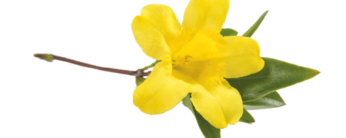 Gelbe Gelsemium Blüte
