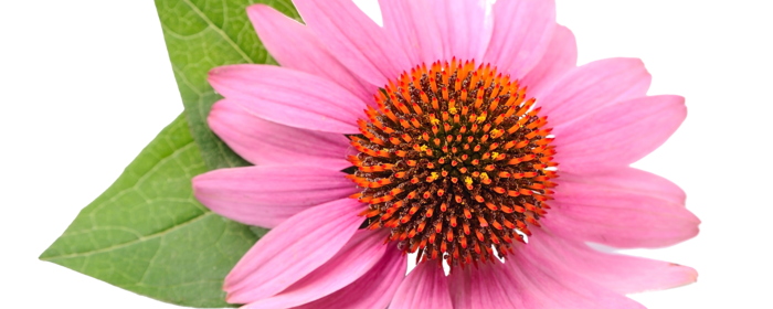 Echinacea Blüte ohne Stiel