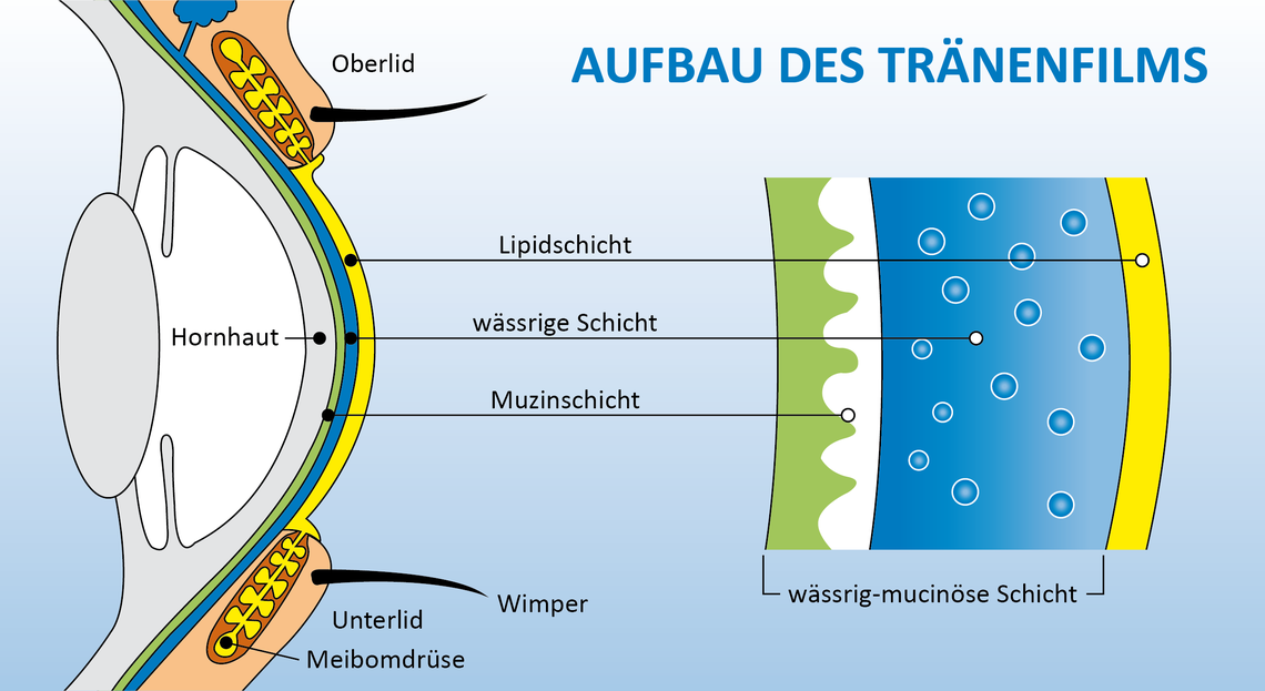 Illustration, der den Querschnitt eines Auges zeigt und die Zusammensetzung des Tränenfilms aus der Muzinschicht, der wässrigen Schicht und der Lipidschicht.