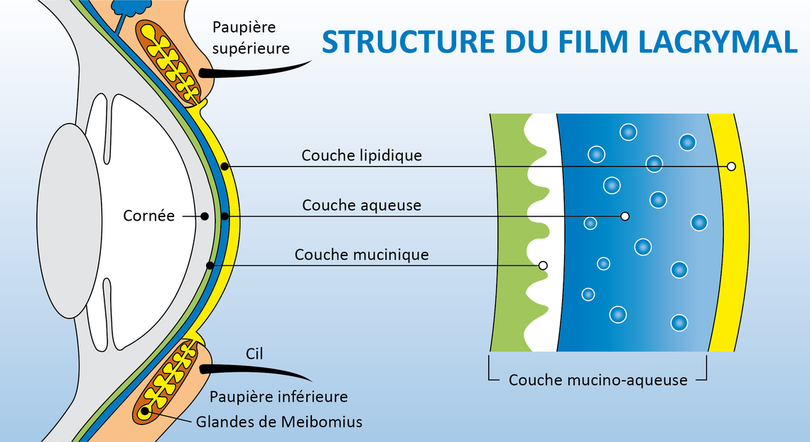 Illustration montrant la coupe transversale d'un œil et la composition du film lacrymal composé de la couche mucinique, de la couche aqueuse et de la couche lipidique.