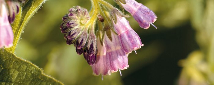 Offene und geschlossene violette Symphytum Blüten