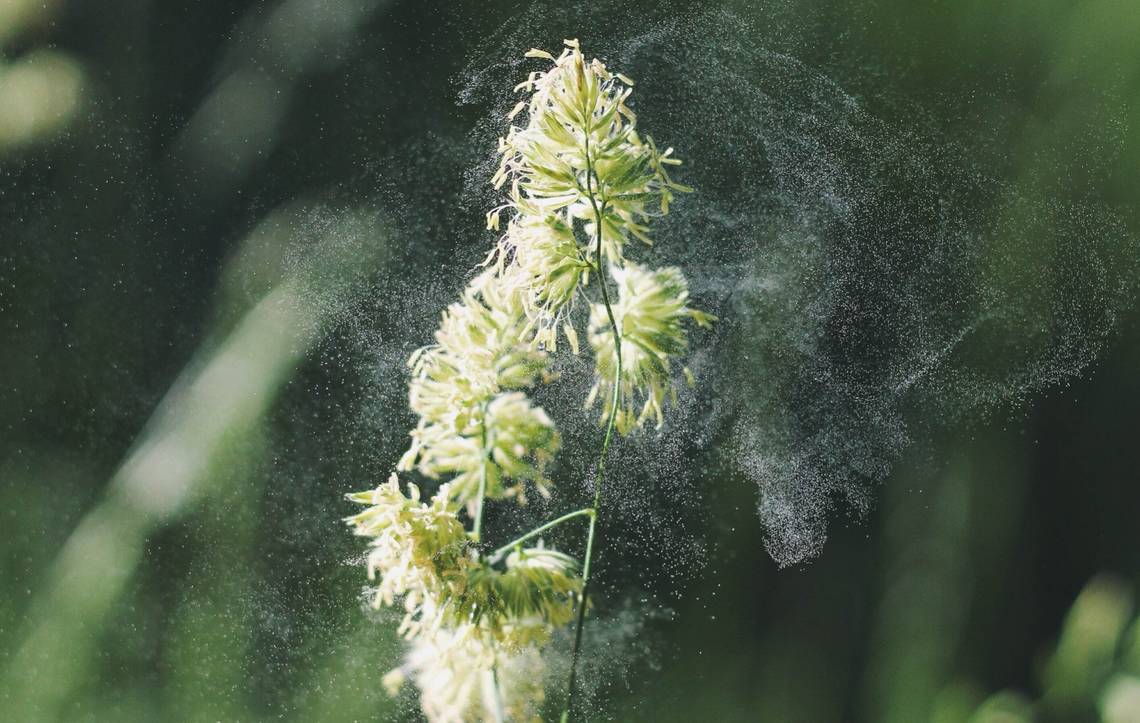 Ein Gras verstäubt im Wind seine Pollen.