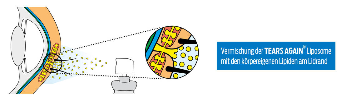 Grafik von Liposomen von Tears Again Spray Sensitive