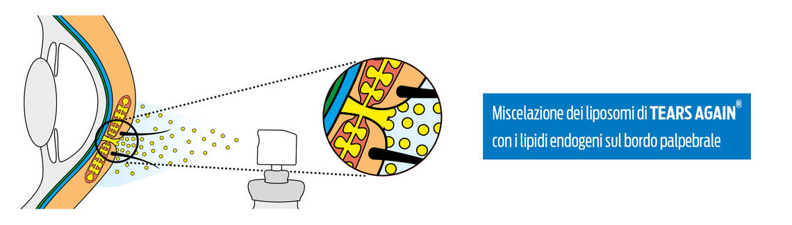 Grafica dei liposomi di Tears Again Spray Sensitive