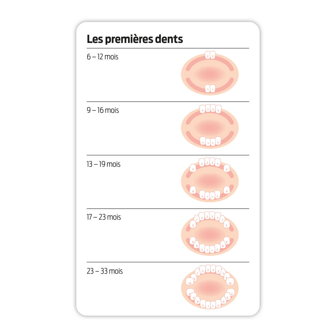 Graphique de la dentition des enfants.