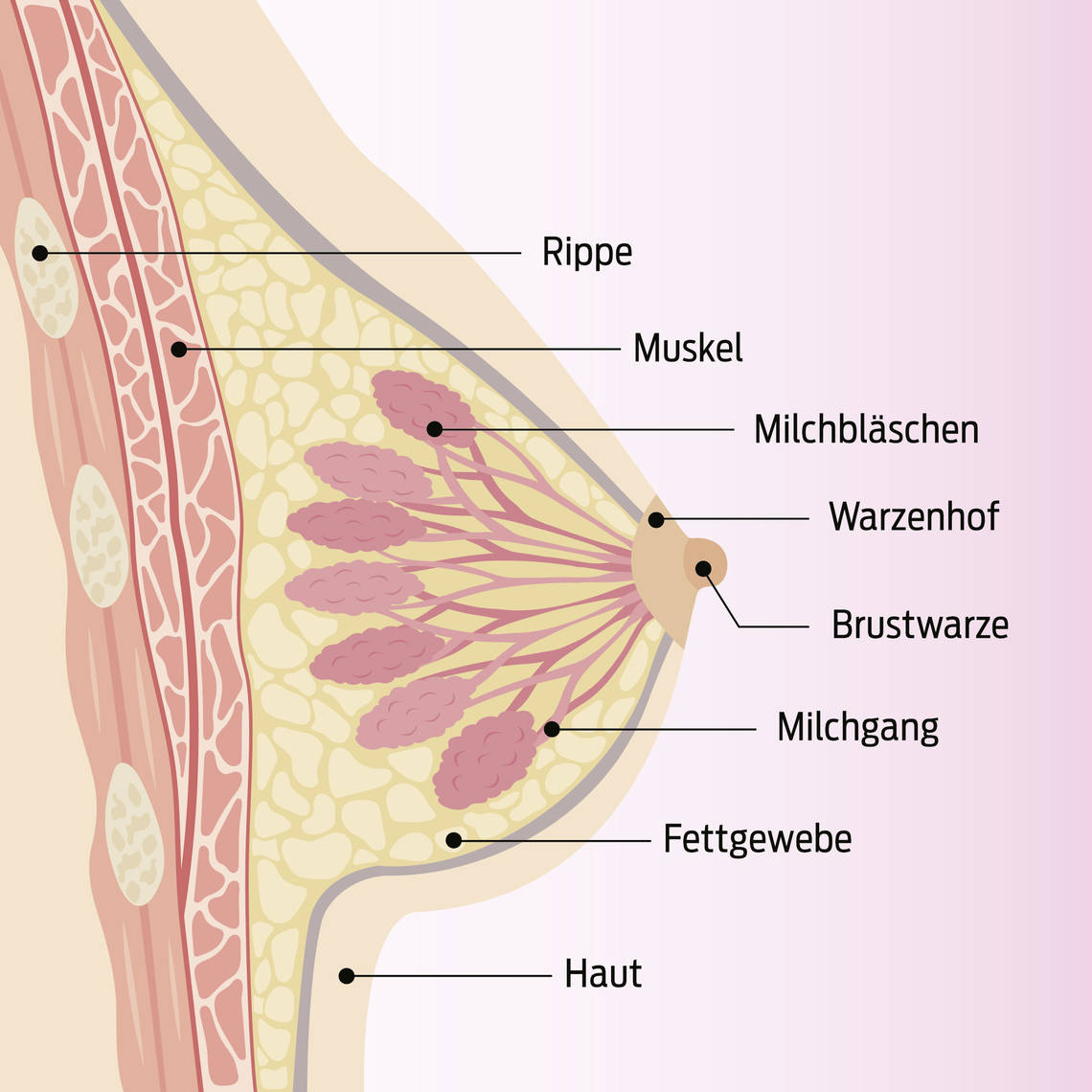 Beschriebene Sektion der Brust mit Rippe, Muskel, Milchbläschen, Warzenkopf, Brustwarze, Milchgang, Fettgewebe und Haut.