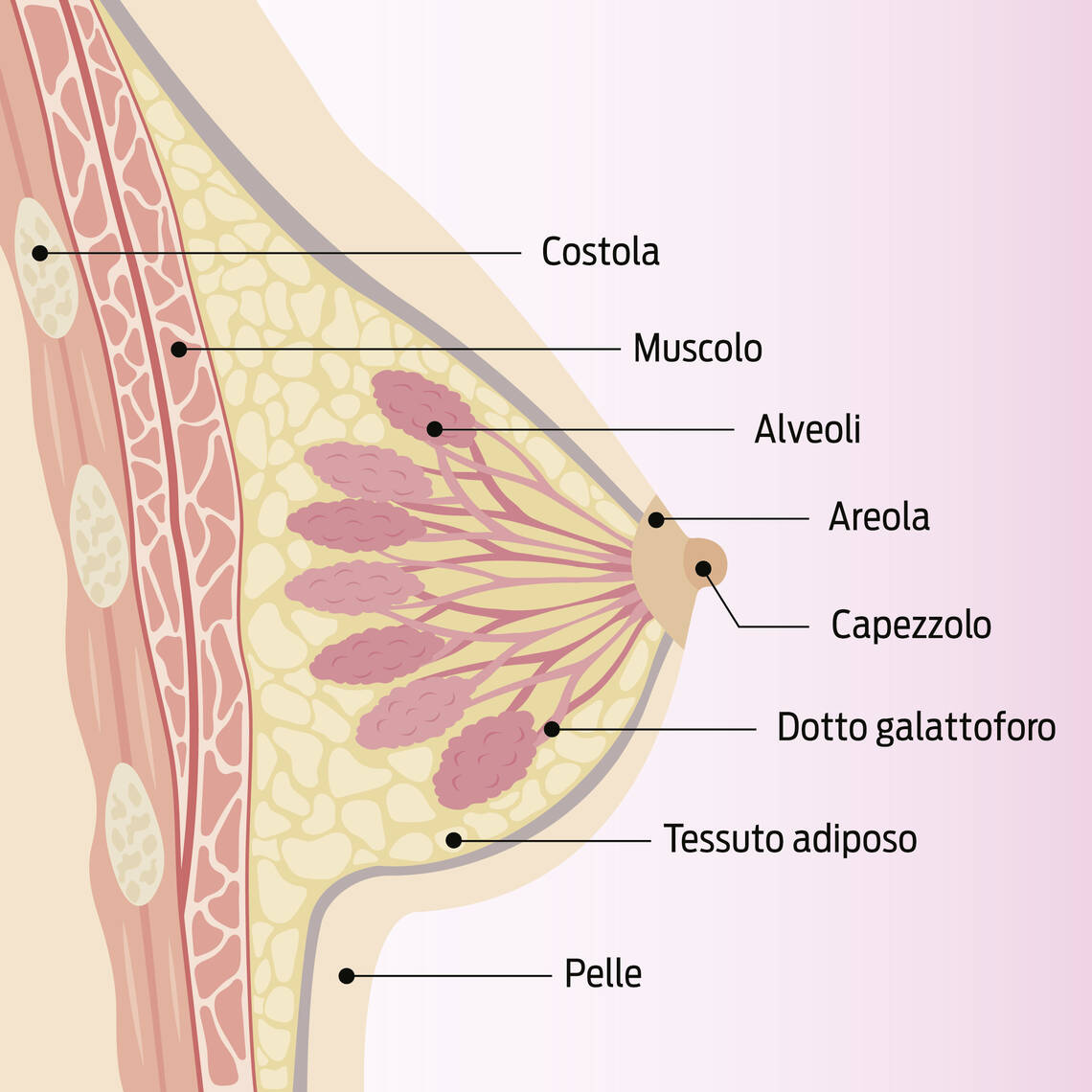 Sezione descritta della mammella con costola, muscolo, sacco del latte, testa del capezzolo, capezzolo, dotto del latte, tessuto adiposo e pelle.