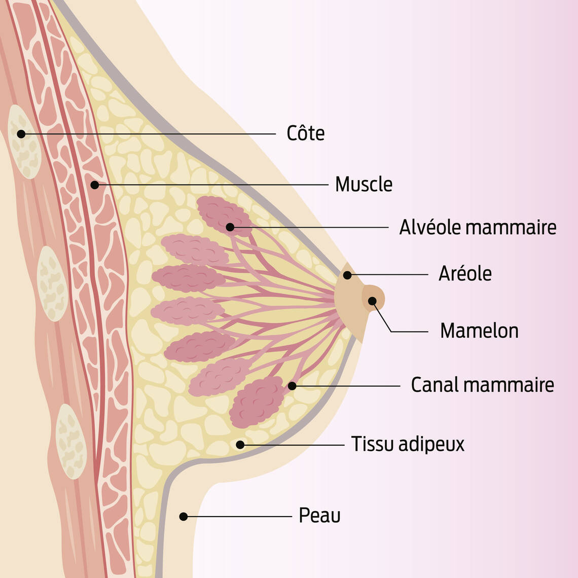 Section décrite du sein avec côte, muscle, vésicule, tête de mamelon, mamelon, canal lactifère, tissu adipeux et peau.