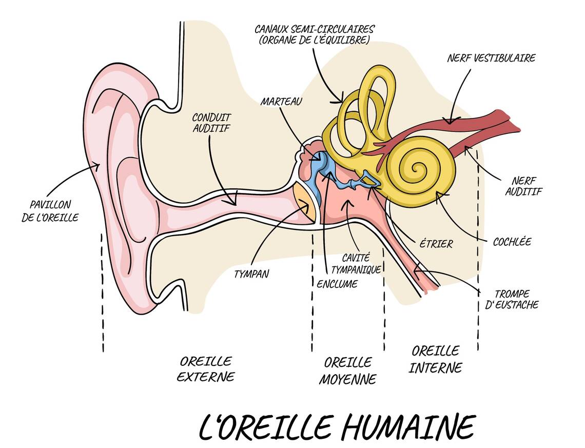 Dessin de l'anatomie d'une oreille | © Adobe Stock