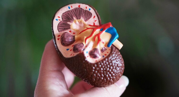 Eine Hand hält ein anatomisches Modell einer Niere | © Robina Weermeijer via Unsplash