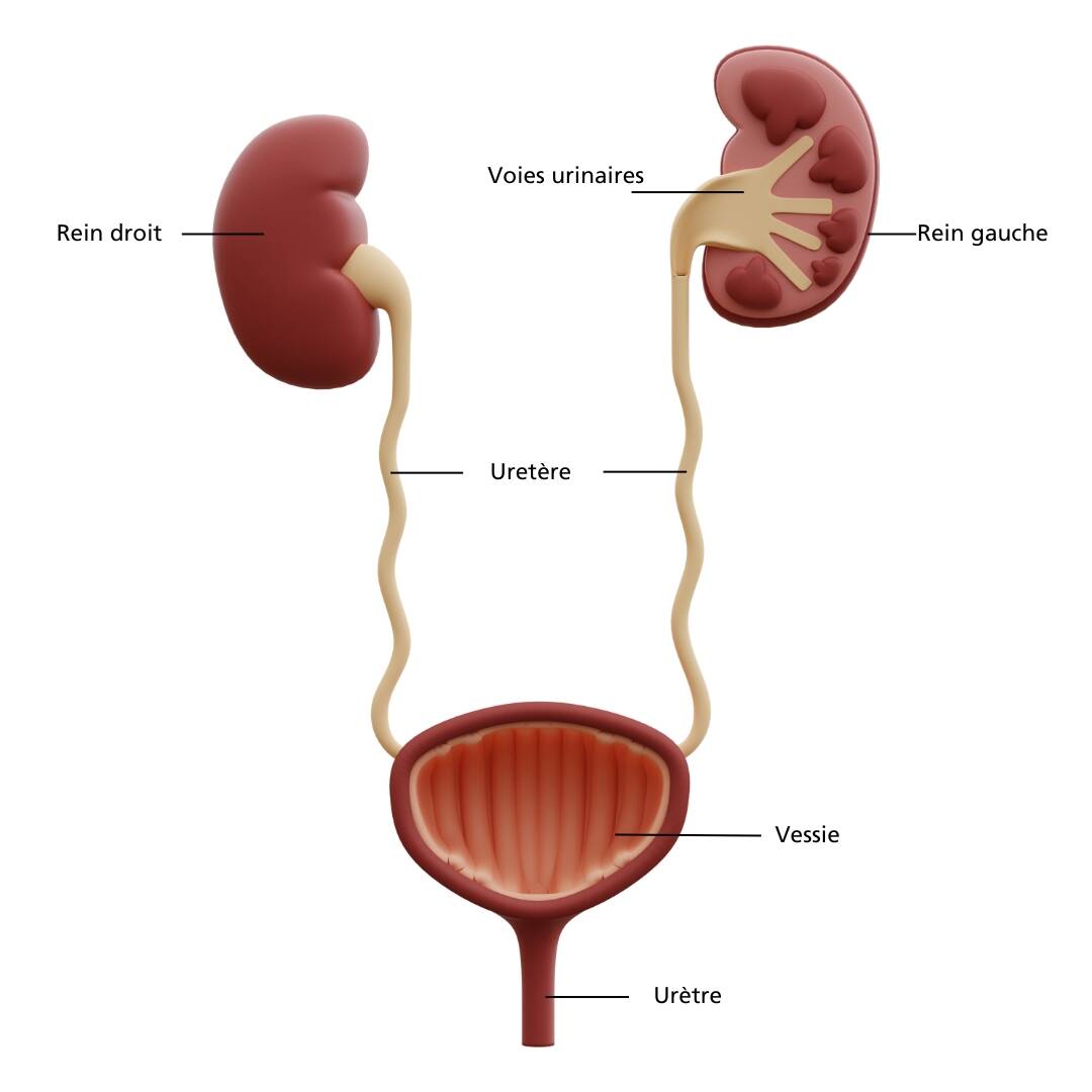 Anatomie du système urinaire humain | © 3dmania via Canva