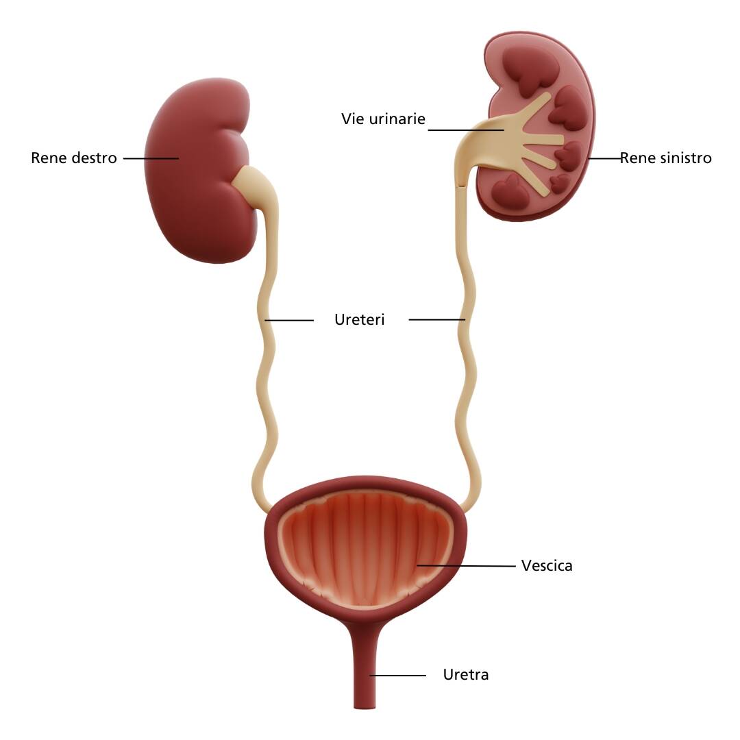 Anatomia del sistema urinario umano | © 3dmania via Canva