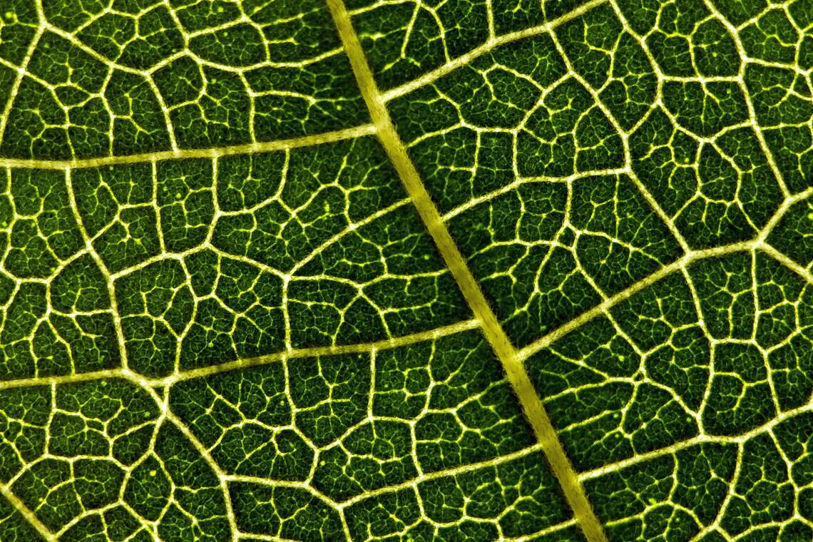 Feine Adern eines Blatts sehen aus wie ein menschliches Nervensystem | © Davide Clode via unsplash